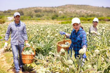 Obraz premium Women and man gathering artichokes and filling wicker baskets and buckets while working on plantation.