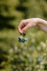 Blueberry Picking In August