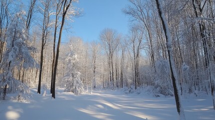 A peaceful, snowcovered forest with a clear blue sky above