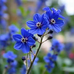 Delicate Blue Wildflowers in Bloom.