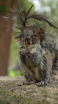 Ardilla con malformaci&oacute;n gen&eacute;tica en sus dientes inferiores
