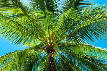 Obraz premium Palm trees on blue sky. Palm at tropical coast. Coconut tree background. Tropical palm leaf. Tropical green pattern texture.