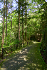 Obraz premium 【新城】新緑の木々に囲まれた山道