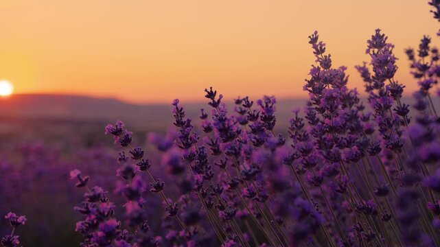 Lavender Fields Blooming at Sunset in Provence, France During Summer Evening