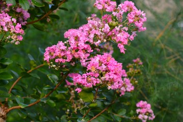 百日紅（ひゃくじつこう）サルスベリ