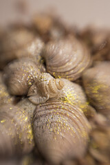 Sea shells pattern. Seashell background. Sea shells collection. Marine mollusk shell. Marine background. Texture of the ocean shells. Seashell background.