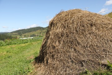 Pile of hay on field on sunny day. Space for text