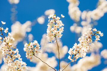 White bloom flowers. Blossom cherry tree on blue sky background. Spring background of bloom tree. Cherry bloom in spring time over blue sky. Flower bloom.