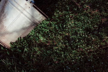 Macro of a small flower. Fresh summer plants on the estate. A bucket lying in the garden.