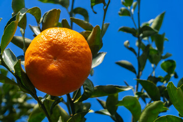 A ripe and juicy tangerine hangs from a branch on a mandarin tree, bathed in sunlight, ready to be picked and enjoyed. The vibrant orange color of the fruit contrasts with the green leaves.