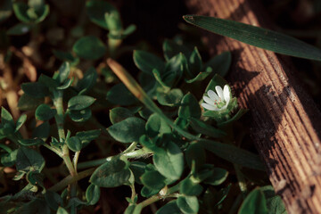 Macro of a small flower. Fresh summer plants on the estate. Plants in the garden.
