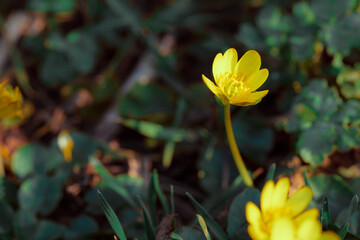 Macro of a small yellow flower. Fresh summer plants on the estate. Plants in the garden.