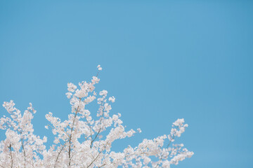 空に桜
