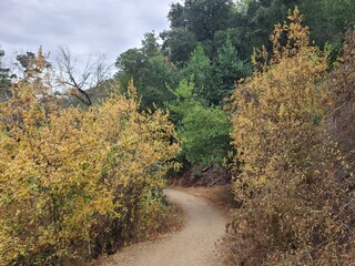 Native Fall colors along the hiking trail in Northern California