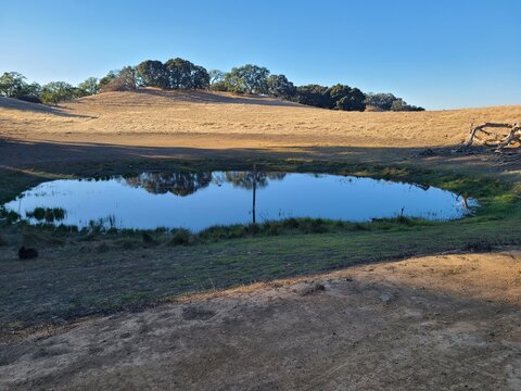 Water remains in the pond after heavy winter rains in the East Bay hills