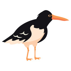 cute pied oystercatcher