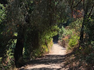 Dense Oak forest in Pleasanton Ridge near Pleasanton, CA