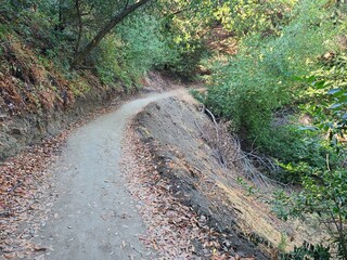 Oak woodlands along the Courdet Trail in Pleasanton Ridge Park, Pleasanton, CA