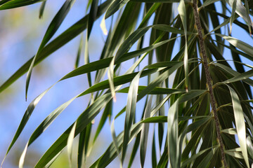 Close up of palm tree leaves with sky background