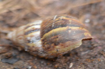 land snail
