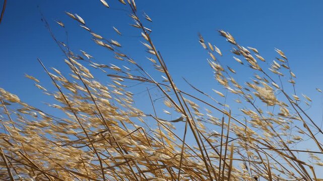 Blades of grass moving in slow motion in the wind in summer