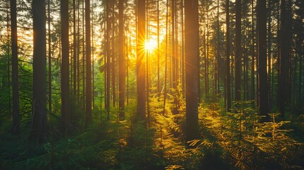 Obraz premium Sunbeams through the Forest