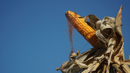 Corn plants on the Cornfield. Corn husks peel off. Focus selected, blue sky background