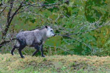 ニホンカモシカ