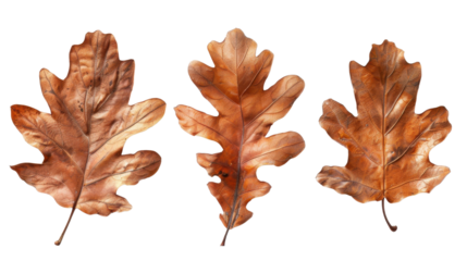 Autumn dry oak leaves on transparent background