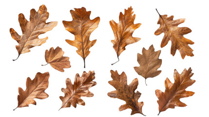 Autumn dry oak leaves on transparent background