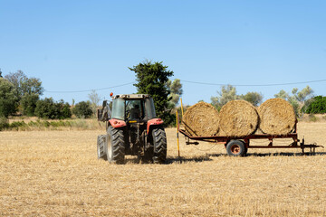 Obraz premium A tractor picks up the wheat field