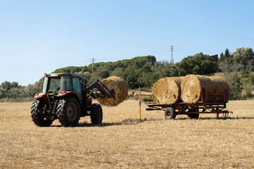 Obraz premium A tractor picks up the wheat field