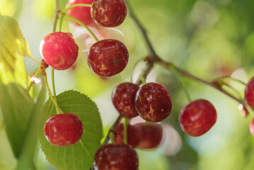Red ripe cherries on a tree in sunlight.