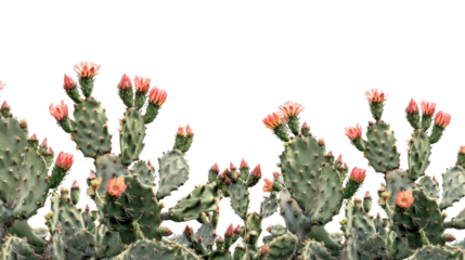 Cactus on transparent background