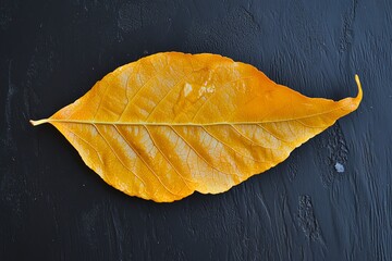 Single yellow leaf on black background