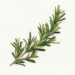 Fototapeta premium Fresh sprig of rosemary isolated on white background.