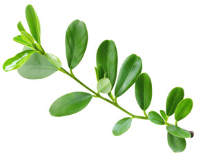 Obraz premium Small branch of boxwood leaves isolated on a Empty background with a clipping path.