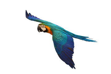 Colorful flying Blue and Gold Macaw parrot isolated on transparent background png file
