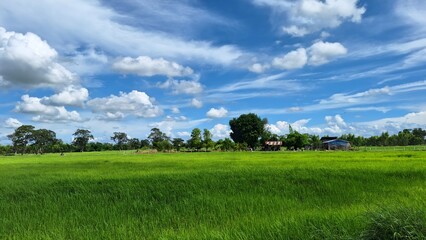 Obraz premium field and blue sky