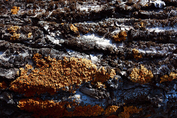 Textured tree bark. Natural wood background. Red and green moss locally on the tree. Garden tree diseases. Harvesting firewood for the winter. Planet Earth Day.