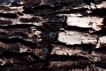 Burnt tree bark. Forest fire safety. Environmental protection and Earth Day. 