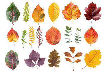 Obraz premium A collection of autumn leaves in various shapes and sizes
