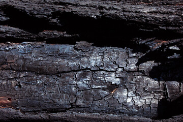 Burnt tree bark. Forest fire safety. Environmental protection and Earth Day. 