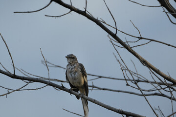 Northern mockingbird on a branch in front of blue skies