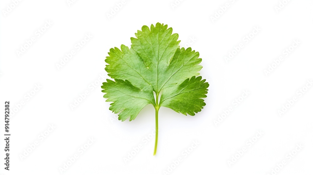 Poster coriander leaf isolated on white background top view flat lay : generative ai