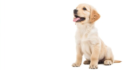 Adorable 3 months old Golden retriever pup sitting up side ways Looking up and away from camera with dark brown eyes Isolated on a white background Mouth open tongue out : Generative AI