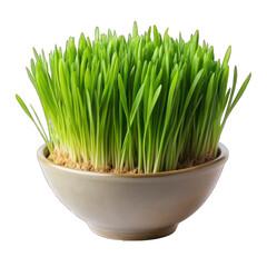 Wheat grass isolated on transparent background