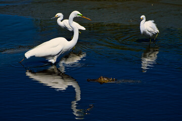 Wading birds and an alligator in a tidal pool.