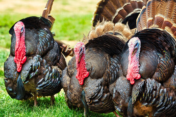 Tom turkeys on a farm.