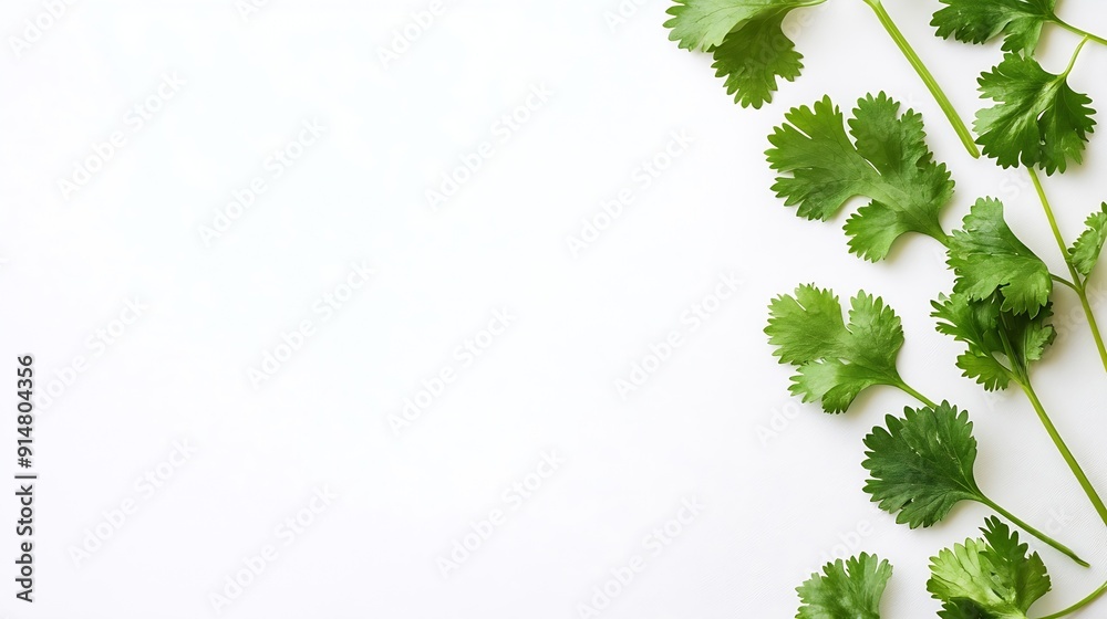 Poster coriander leaf isolated on white background top view flat lay : generative ai